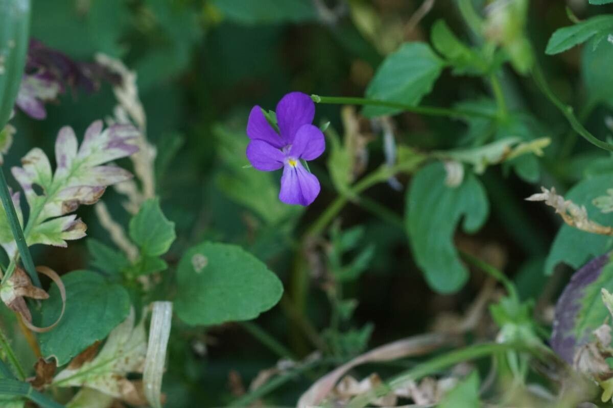 Viola montcaunica flower