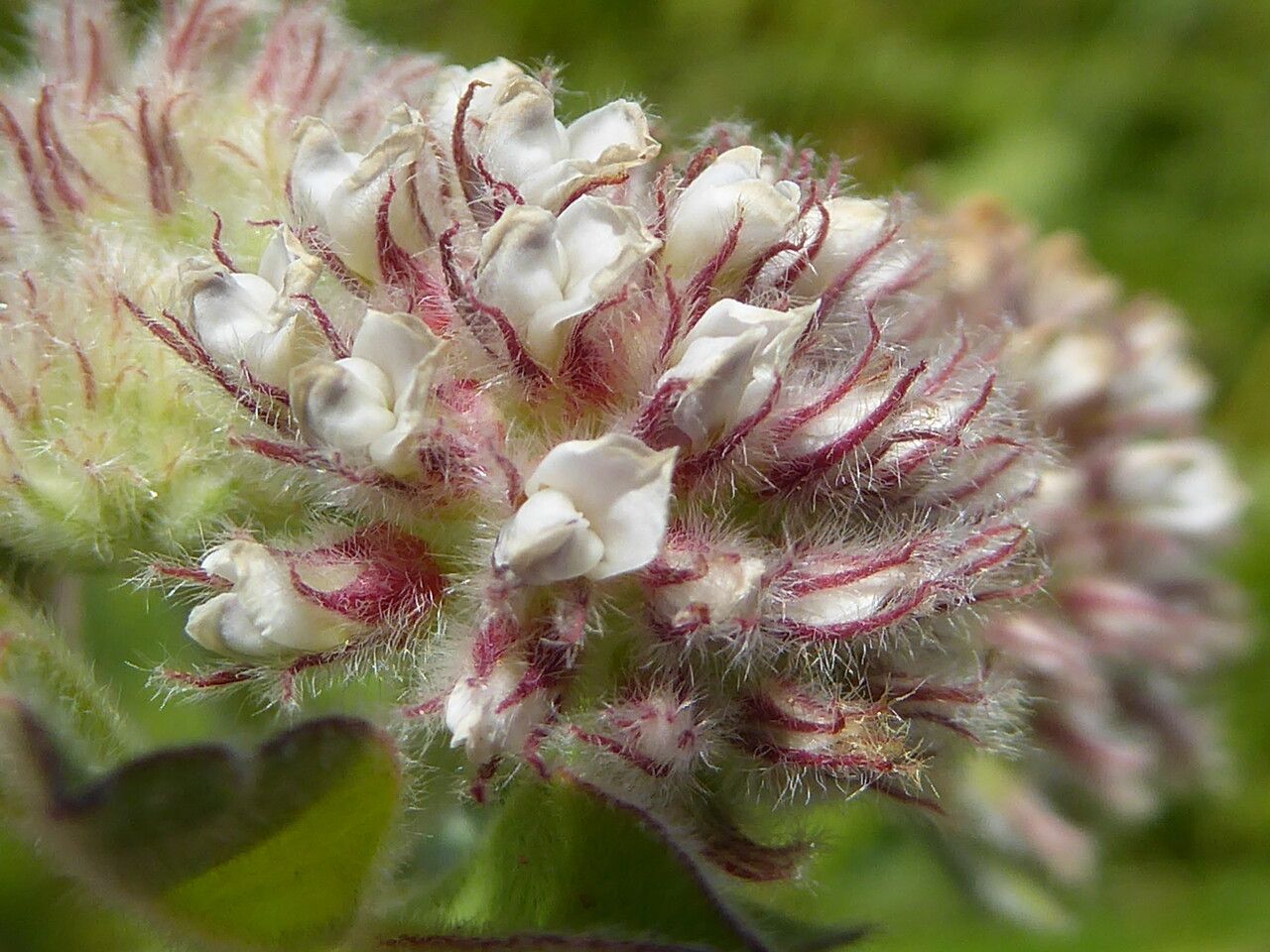 Dorycnium rectum flower