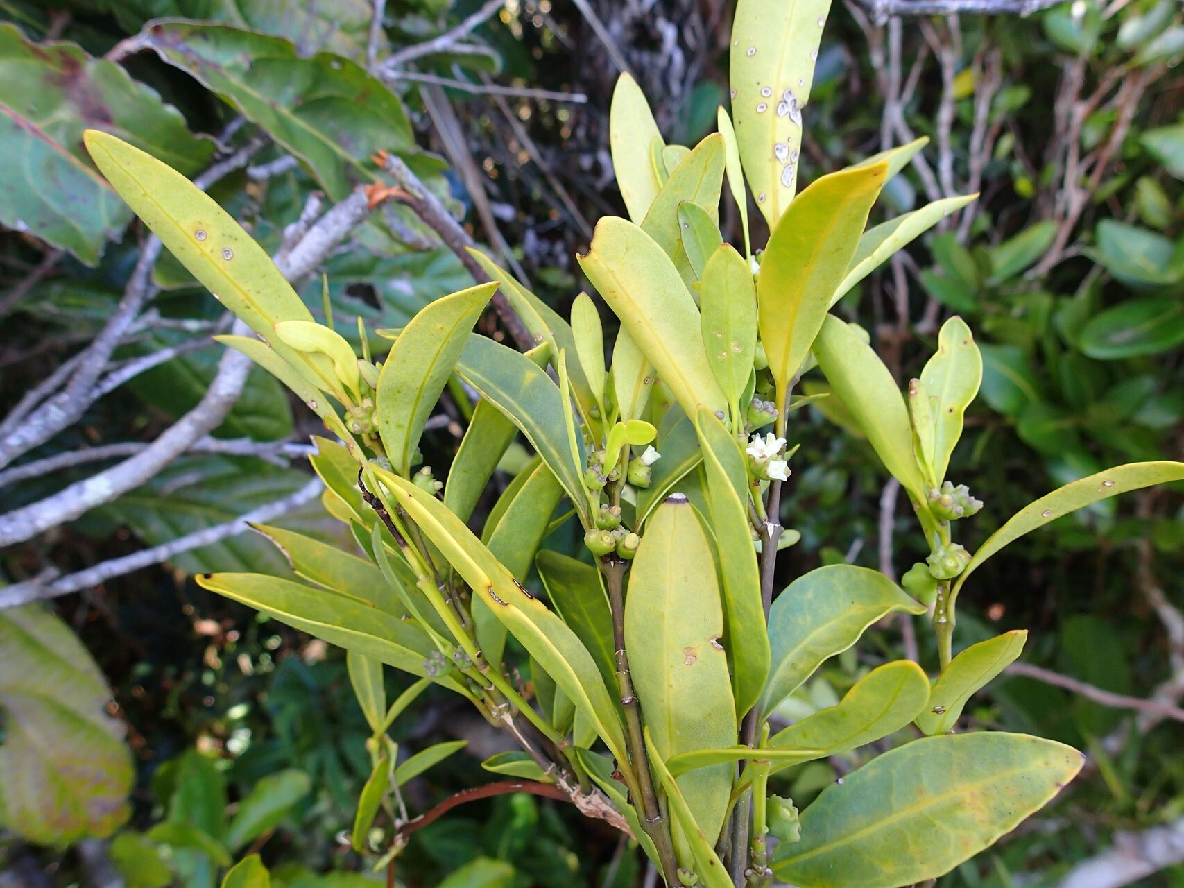 Gynochthodes phyllireoides habit