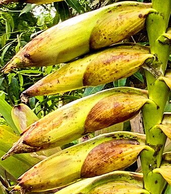 Vriesea sazimae — search result for 'Vriesea'