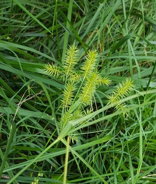 Carex lupuliformis leaf