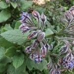 Borago officinalis