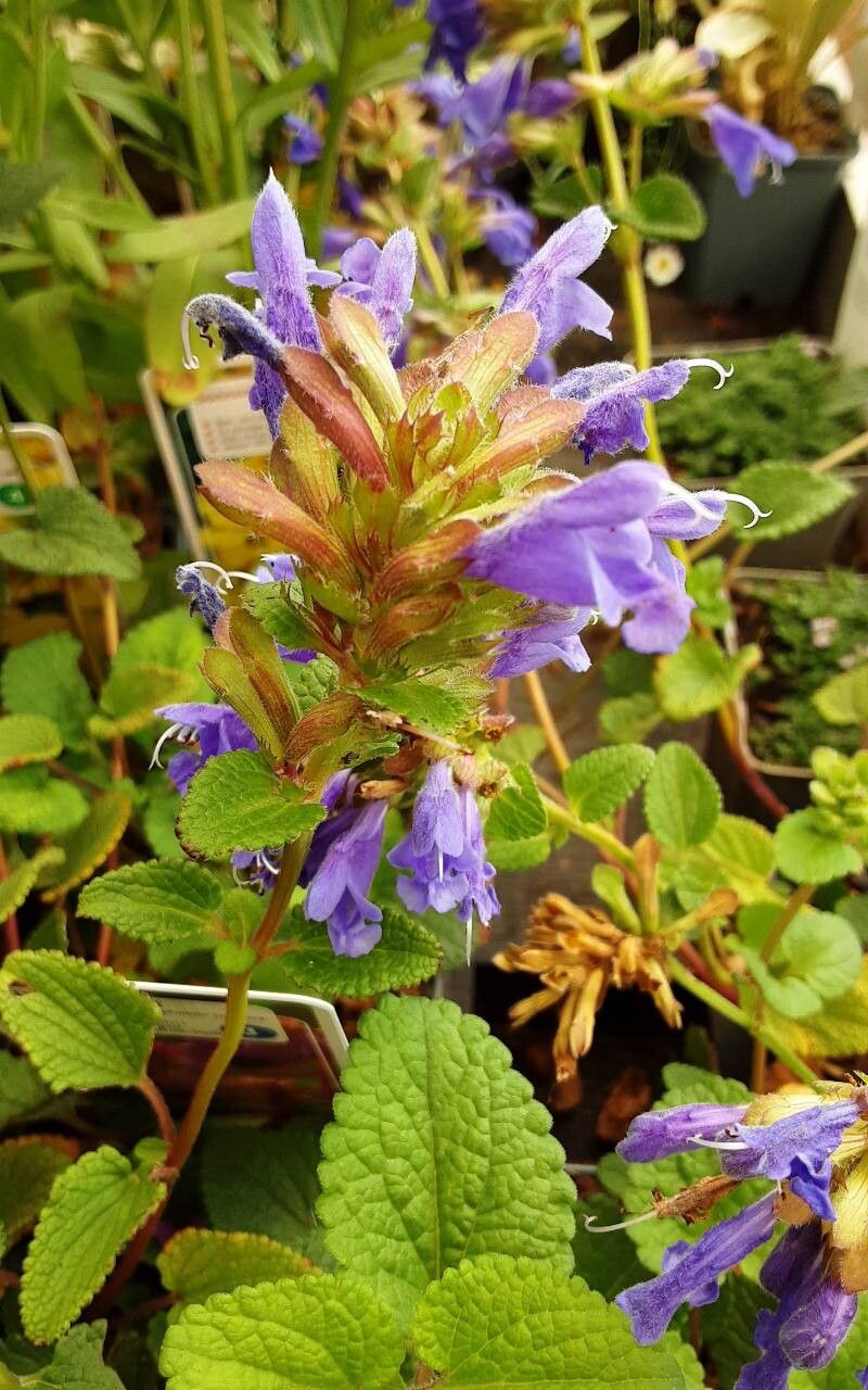 Dracocephalum rupestre flower