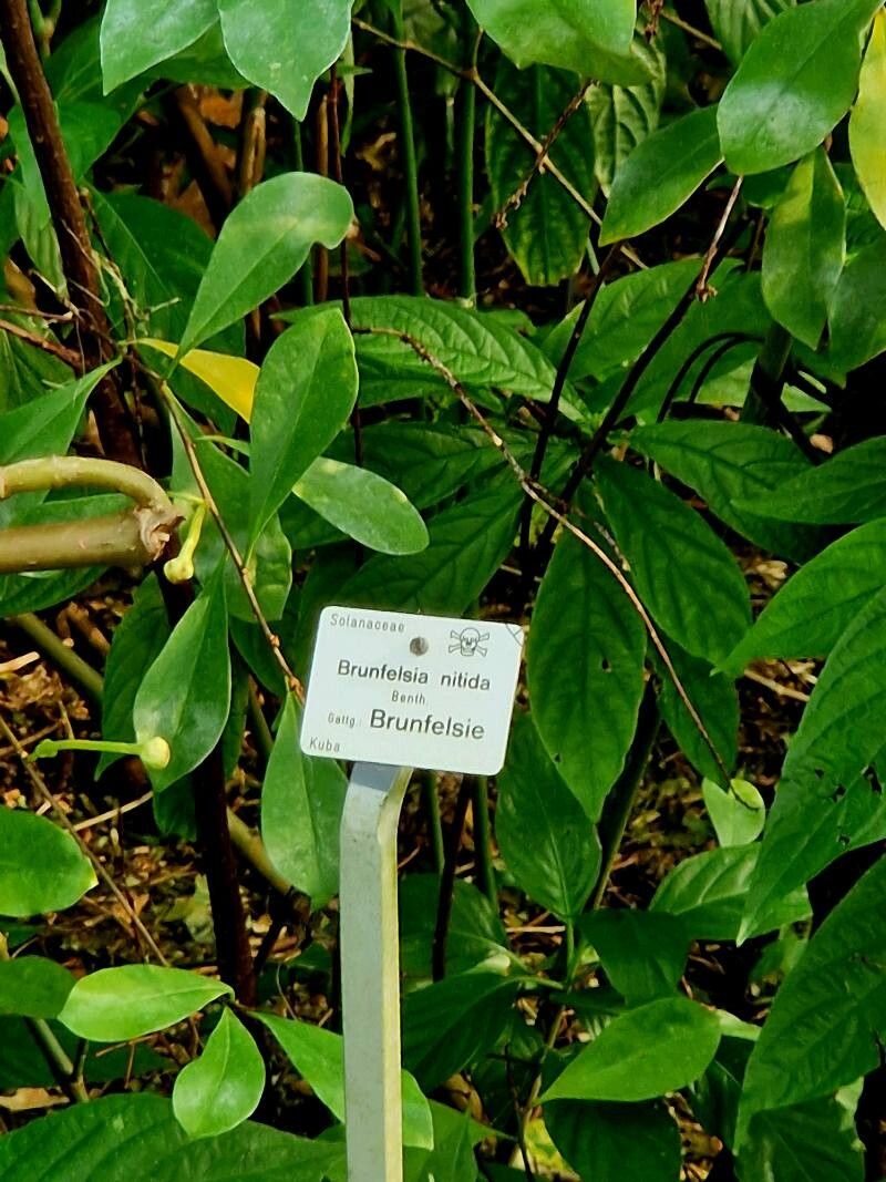 Brunfelsia nitida habit