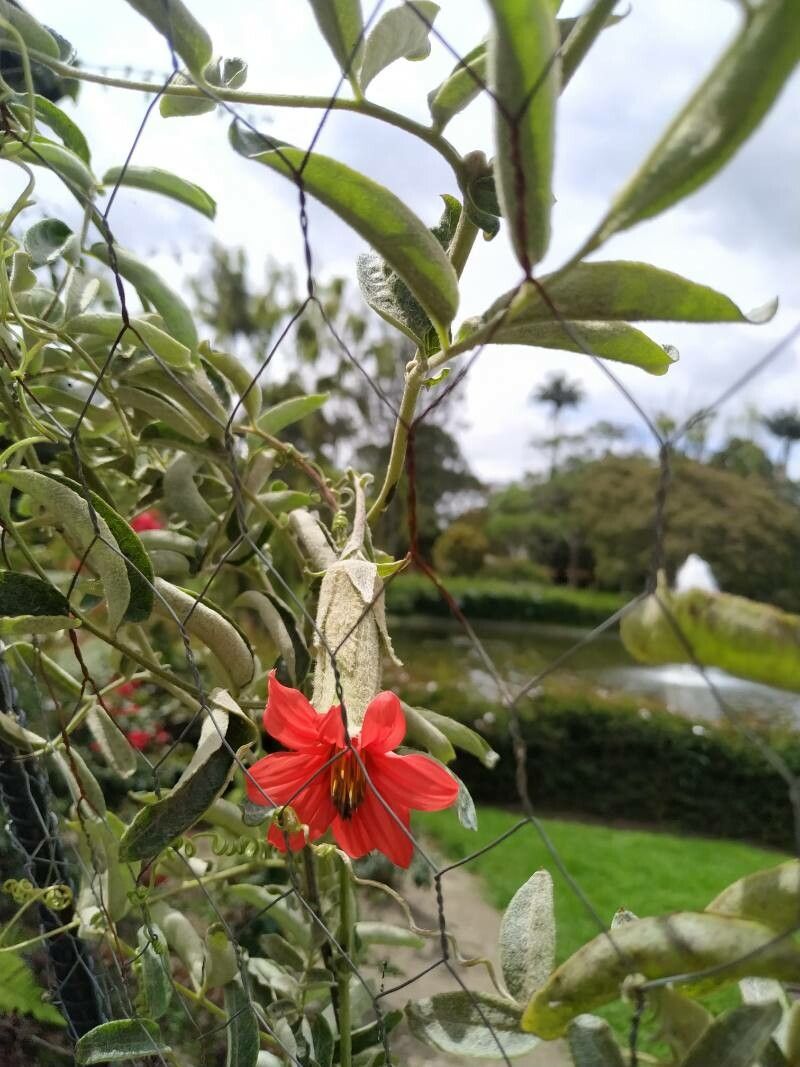 Mutisia clematis — search result for 'Clematis'