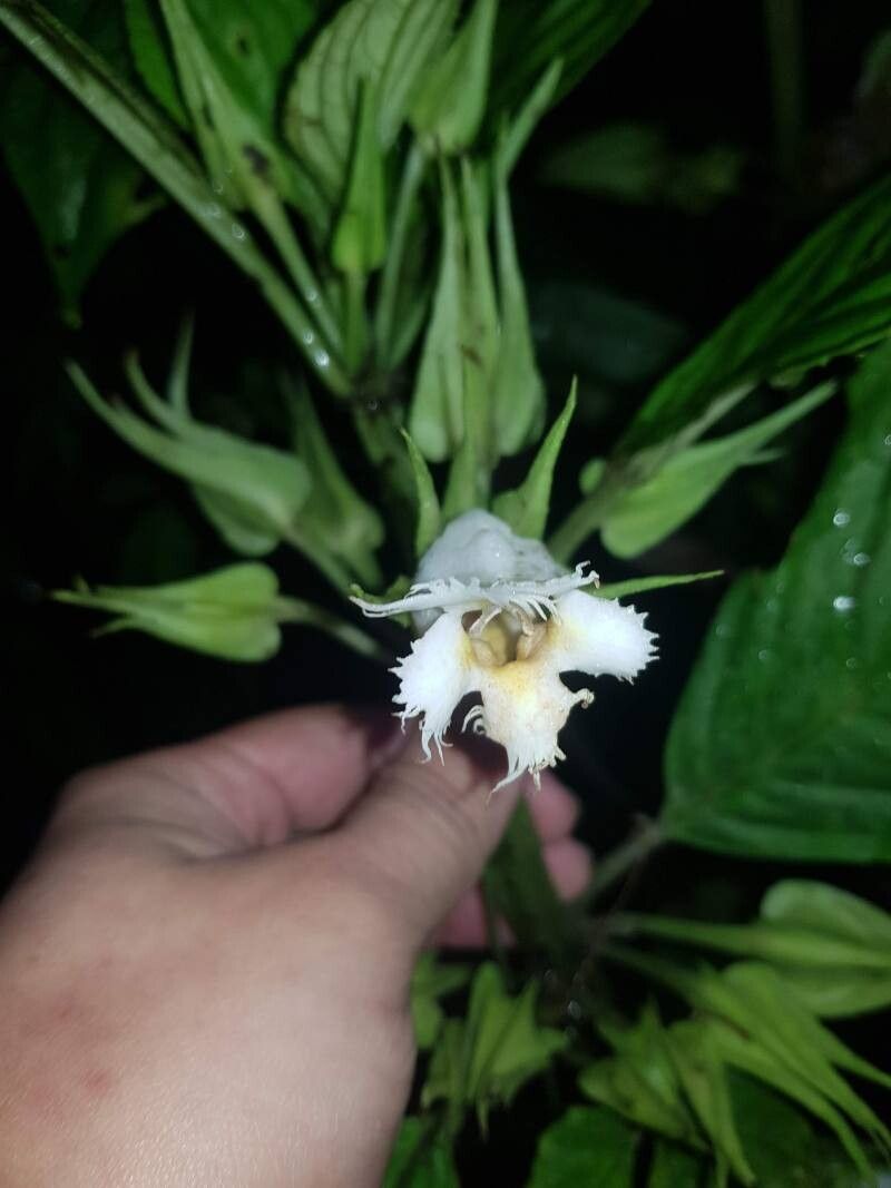Drymonia lanceolata flower