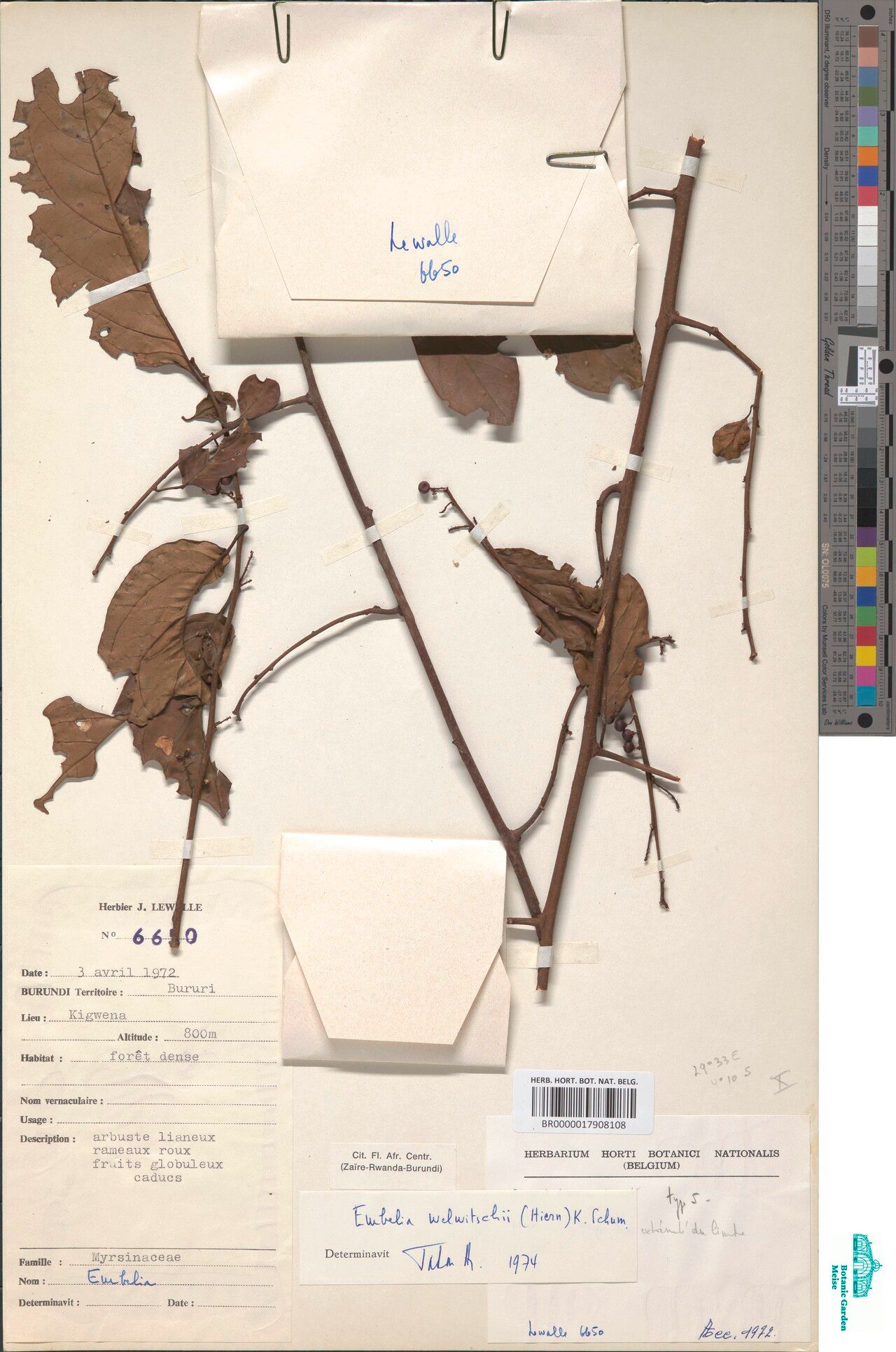 Embelia welwitschii — houseplant care guide