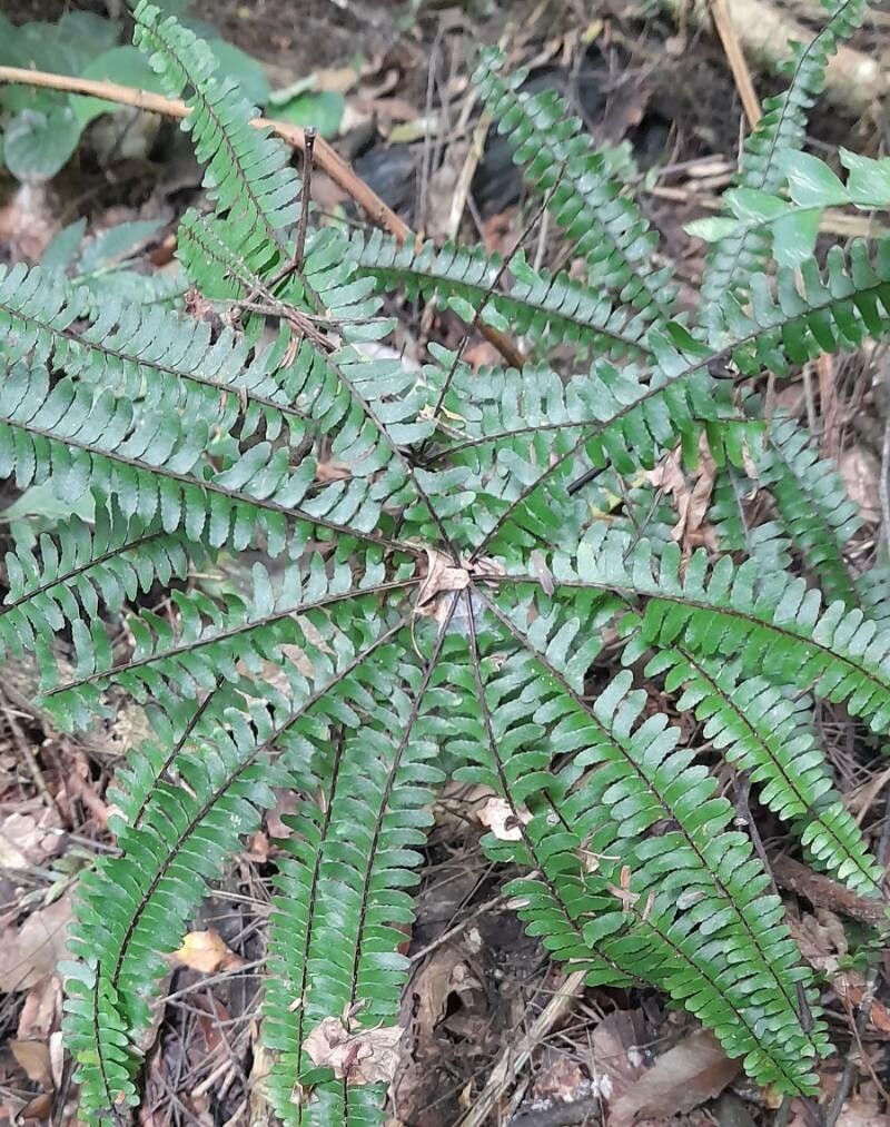 Hemionitis radiata habit