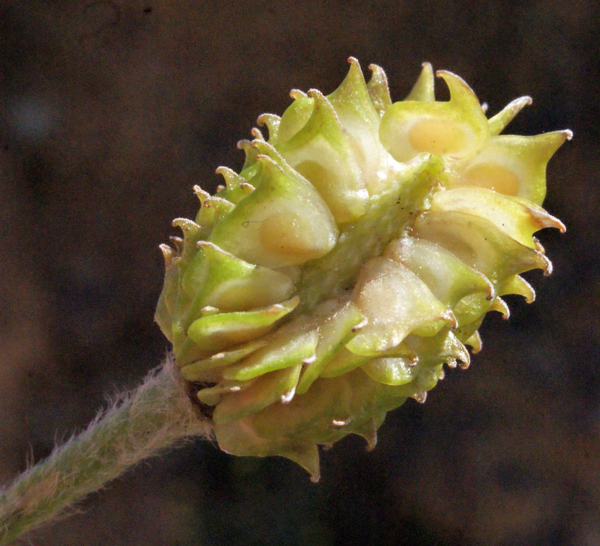 Ranunculus creticus fruit