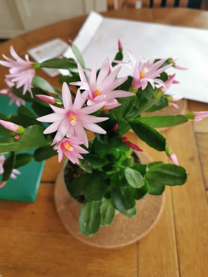 Hatiora gaertneri flower