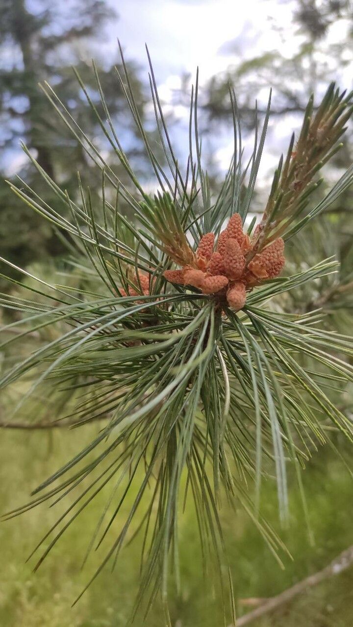 Pinus strobiformis flower