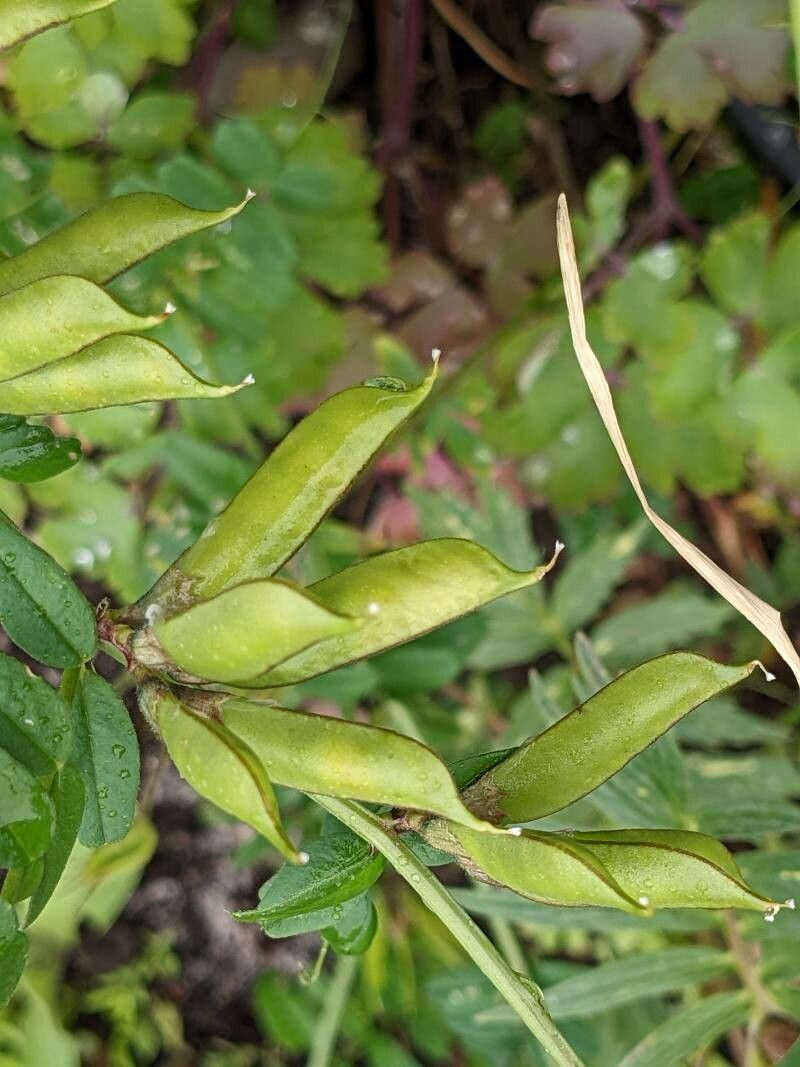 Vicia sepium fruit