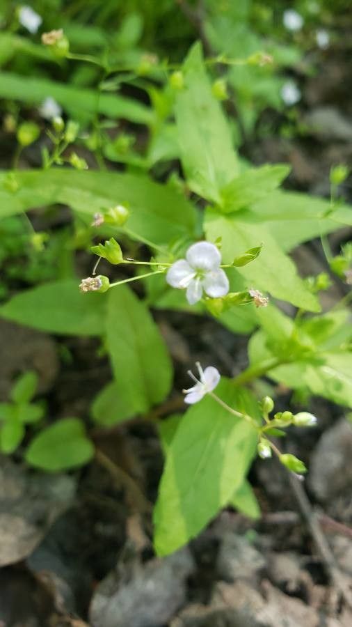 Veronica americana flower