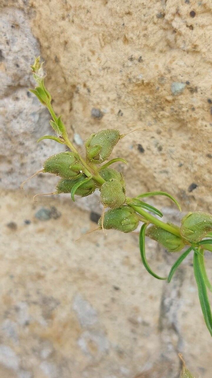Antirrhinum siculum fruit