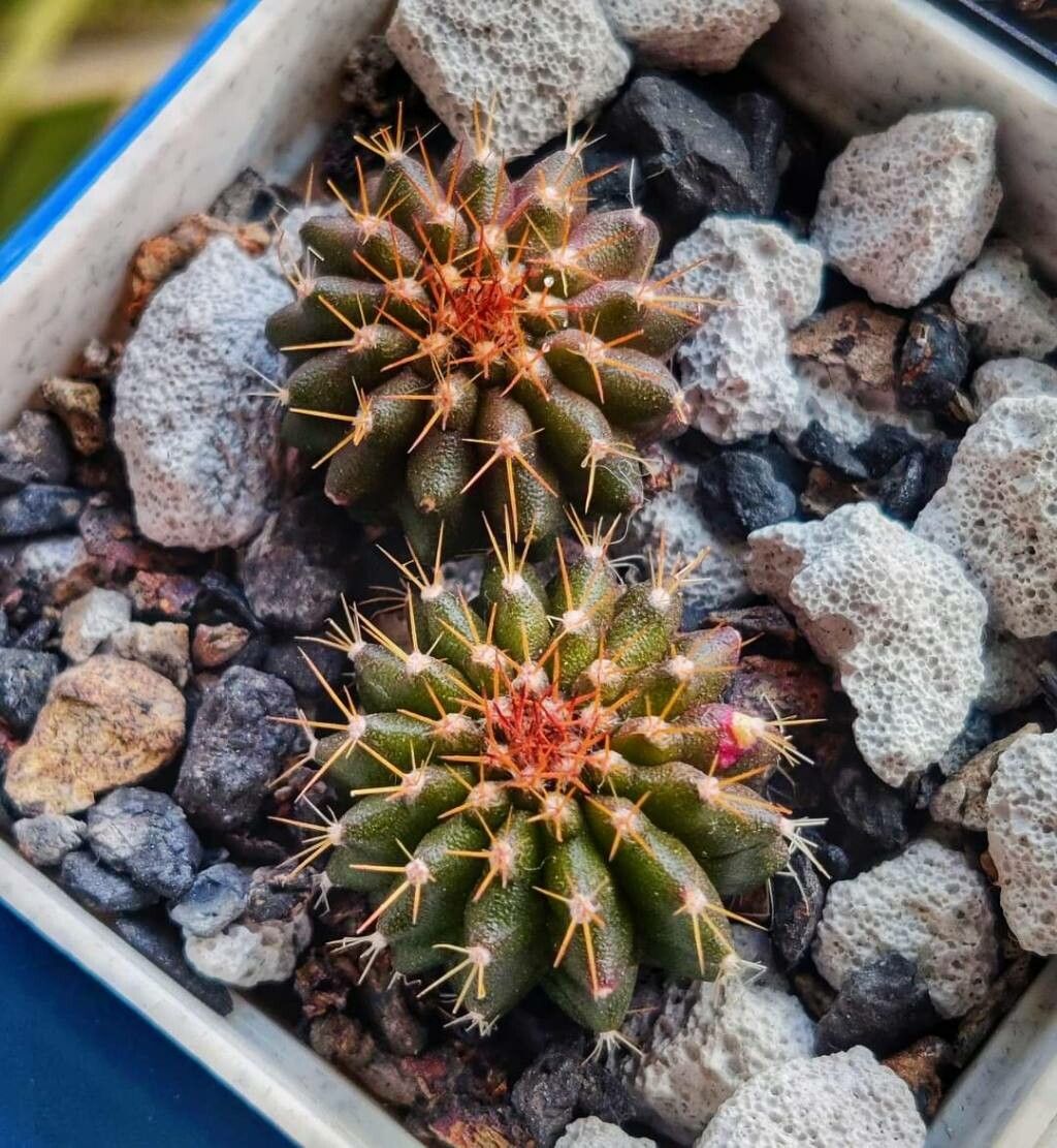 Uebelmannia buiningii — related species from the same genus