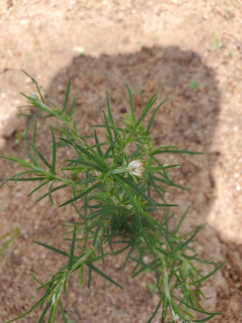 Polycarpaea corymbosa leaf