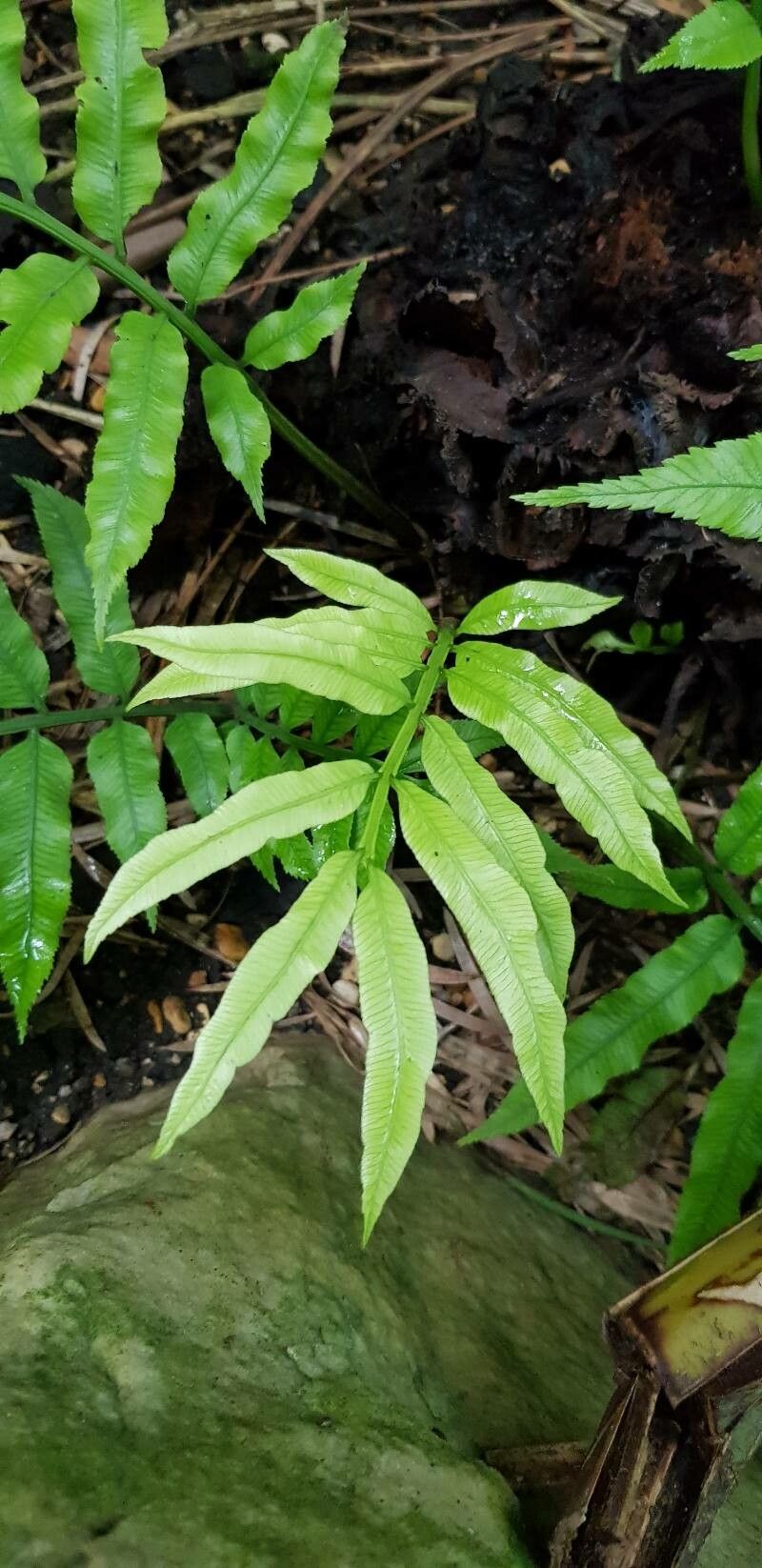 Angiopteris lygodiifolia — related species from the same genus