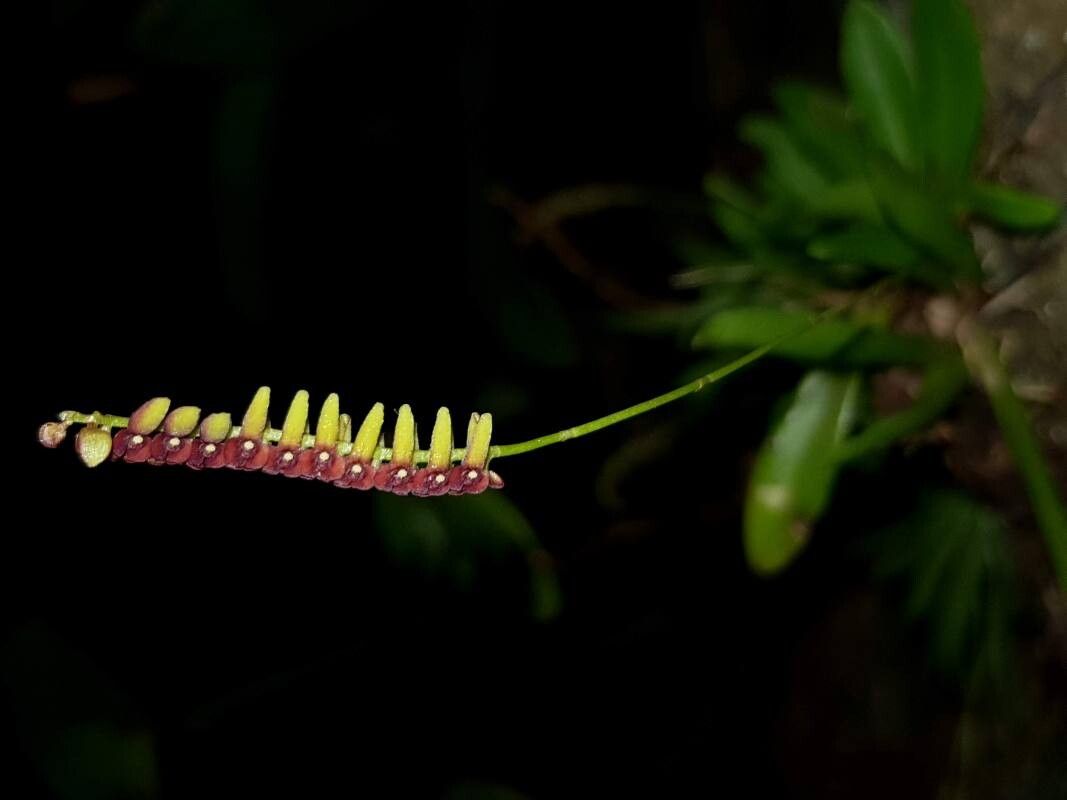 Stelis glossula — houseplant care guide