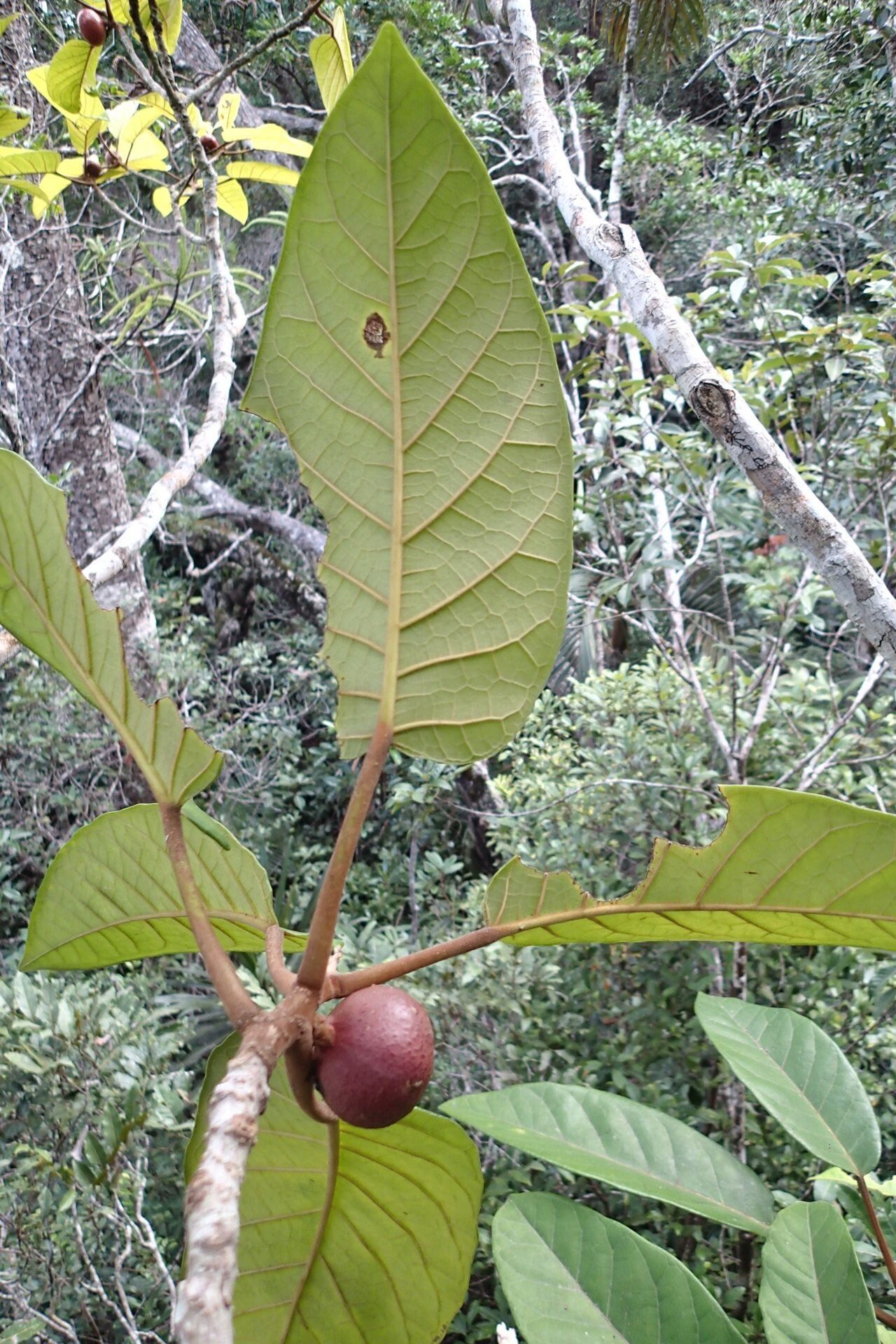 Ficus dzumacensis fruit
