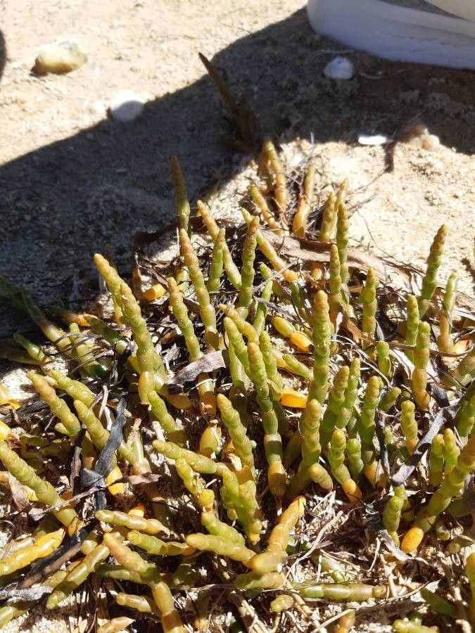 Salicornia procumbens leaf