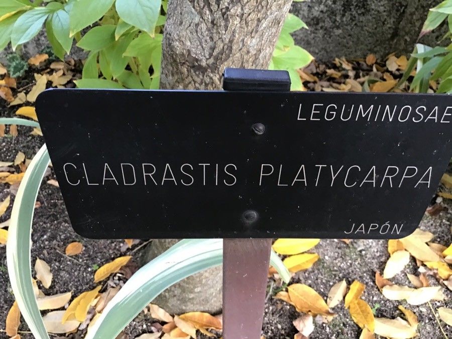 Cladrastis platycarpa bark