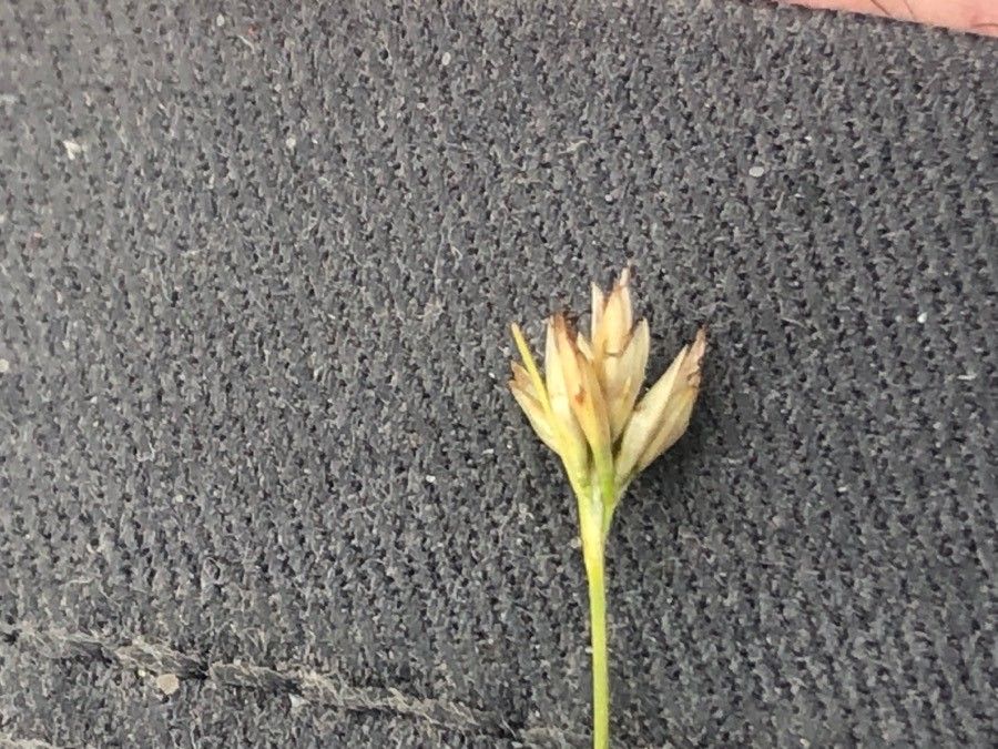Rhynchospora alba flower