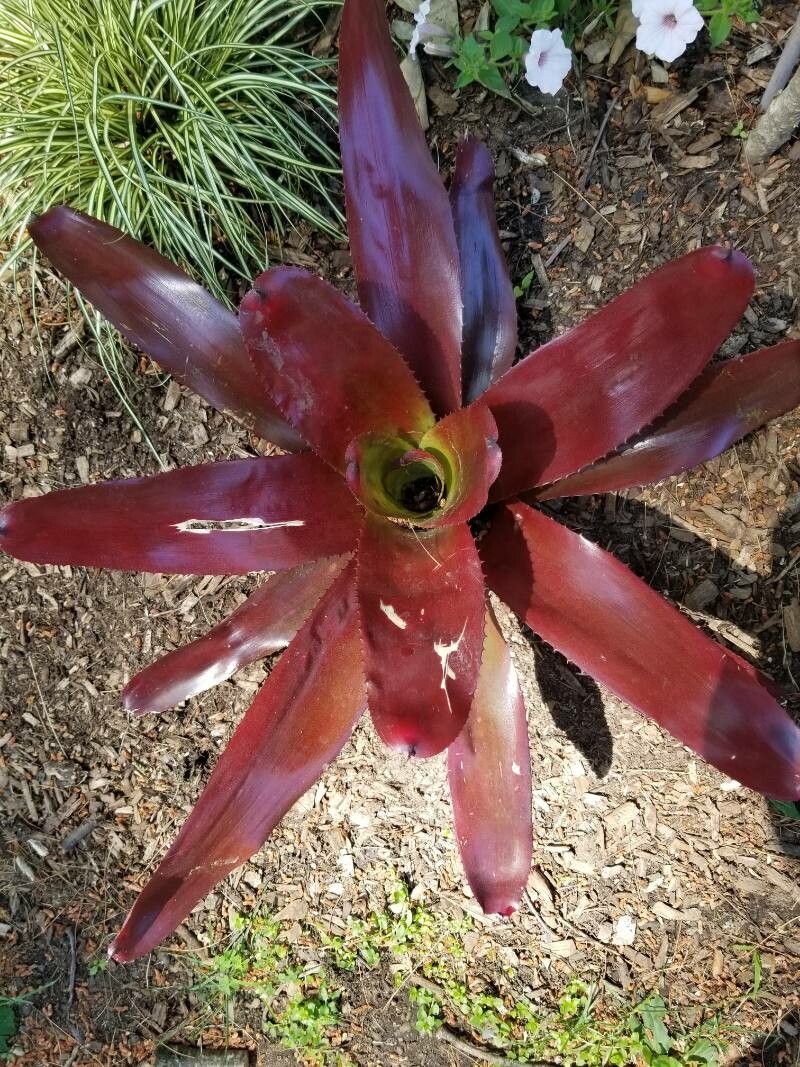 Neoregelia farinosa habit