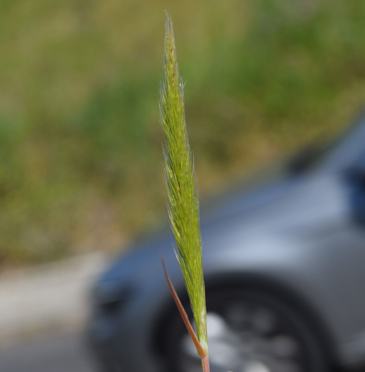 Gastridium phleoides habit