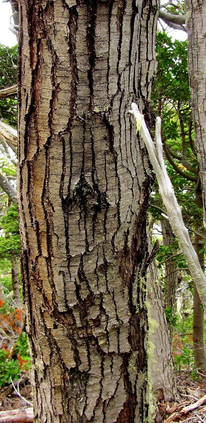 Nothofagus pumilio bark