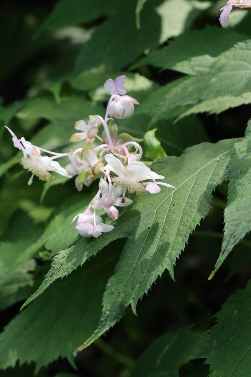 Hydrangea bifida flower