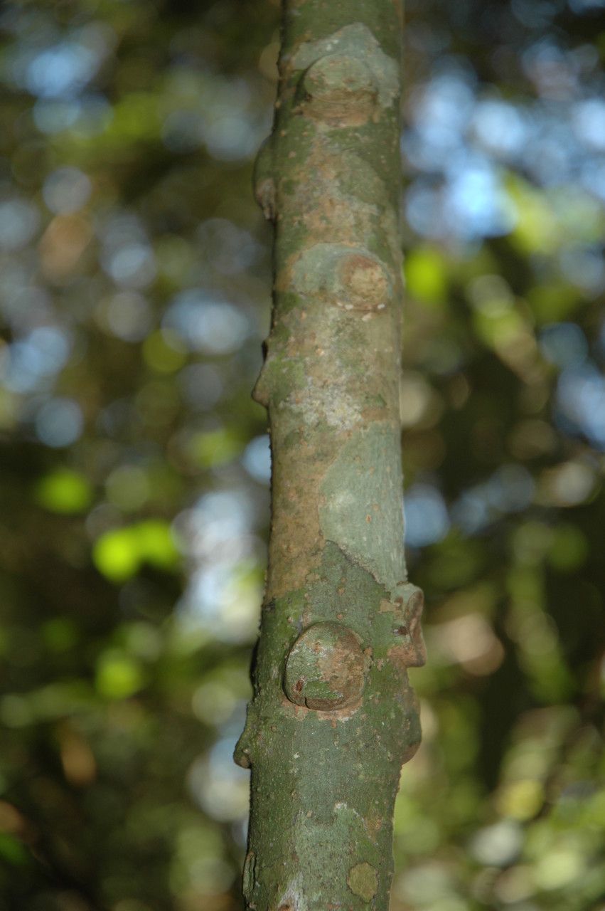 Ardisia pauciflora bark