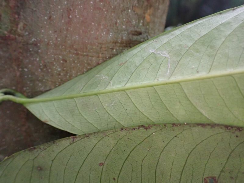 Garcinia smeathmannii leaf