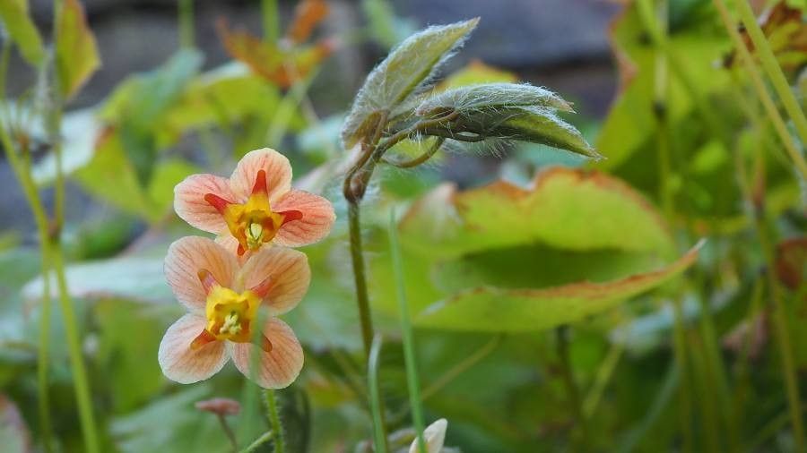 Epimedium alpinum fruit