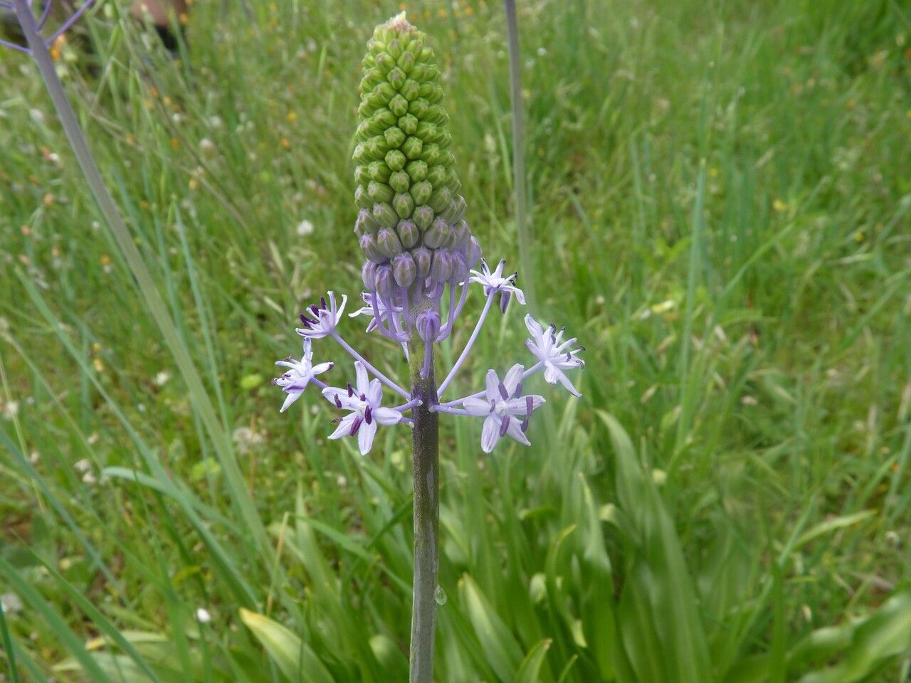 Nectaroscilla hyacinthoides flower