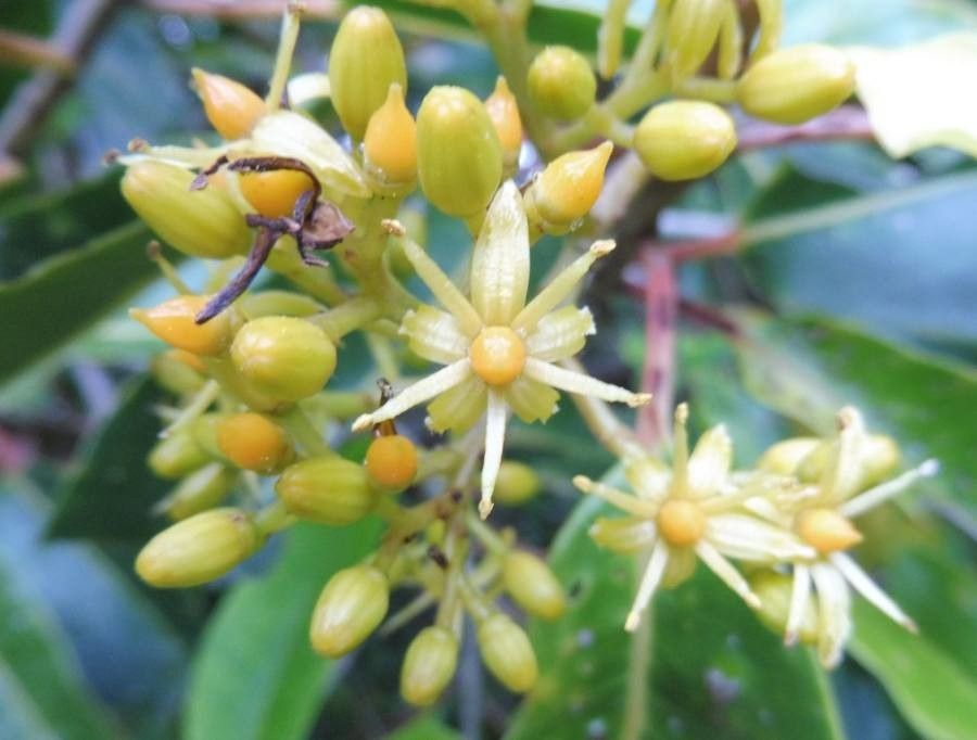 Apodytes clusiifolia flower