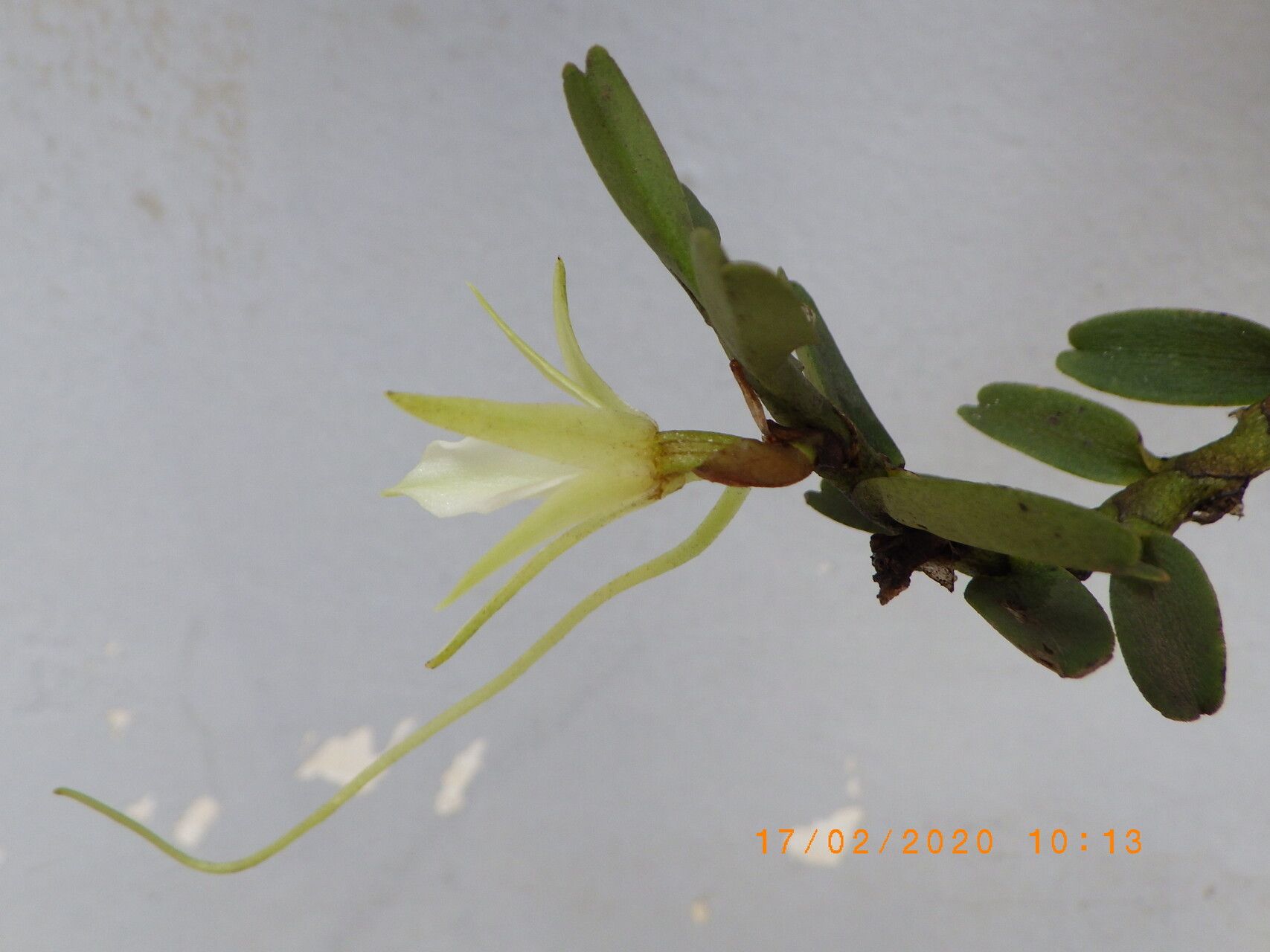 Angraecum ankeranense — houseplant care guide