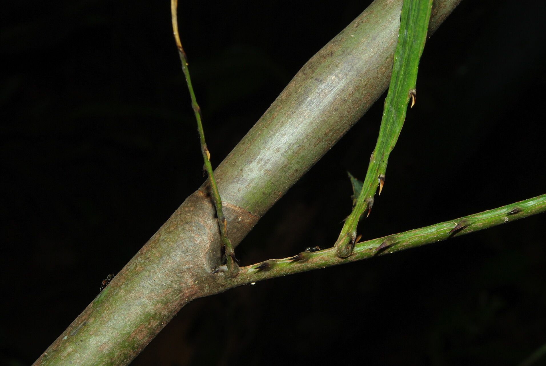Eremospatha tessmanniana bark