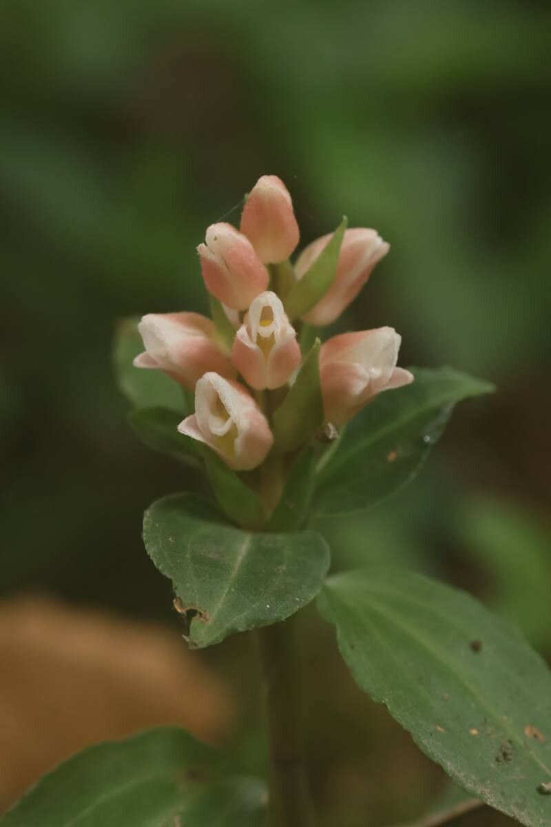 Goodyera henryi — related species from the same genus