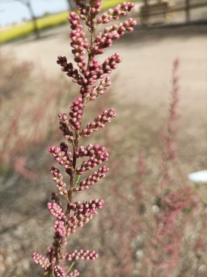 Tamarix parviflora fruit