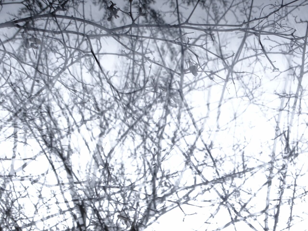 Acer oliverianum fruit