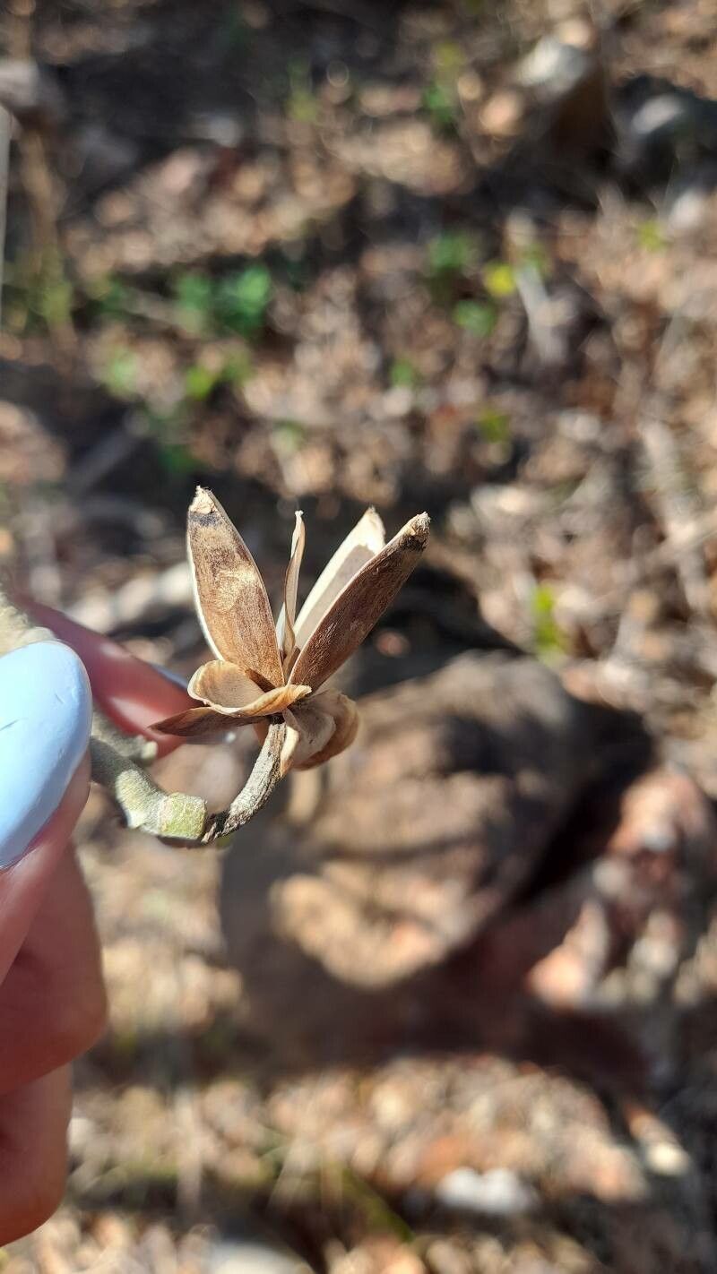 Ipomoea murucoides — houseplant care guide