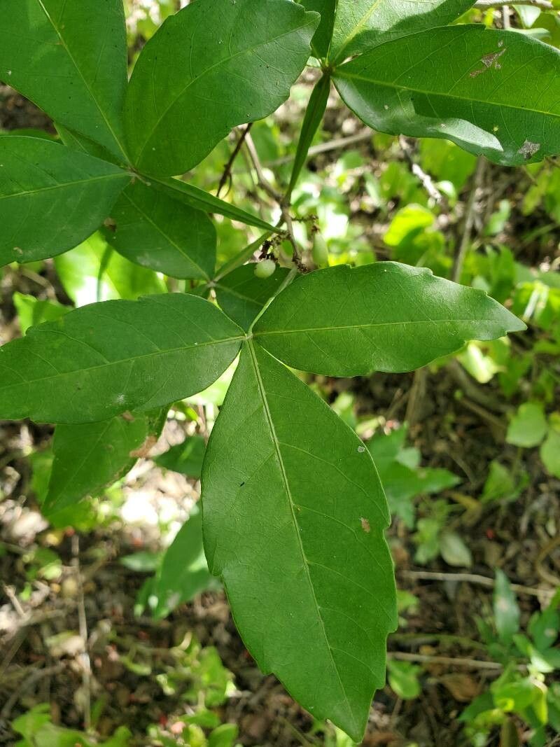 Paullinia cururu — search result for 'Paullinia'