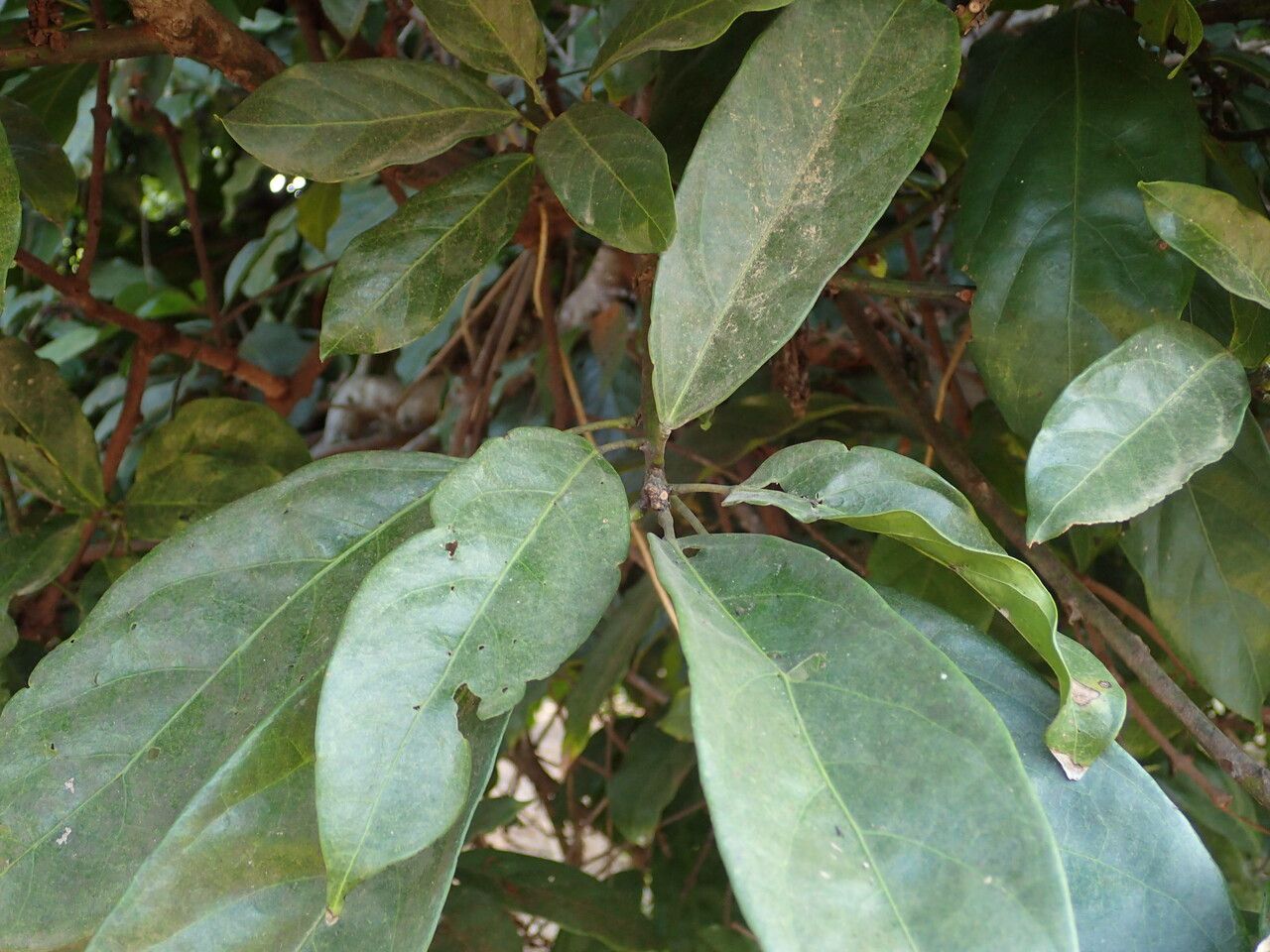Cola nitida leaf