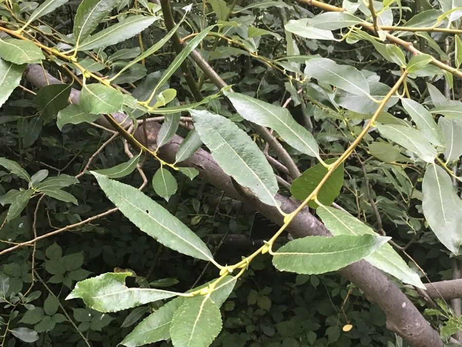 Salix prolixa — search result for 'western Canada'