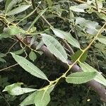 Salix prolixa