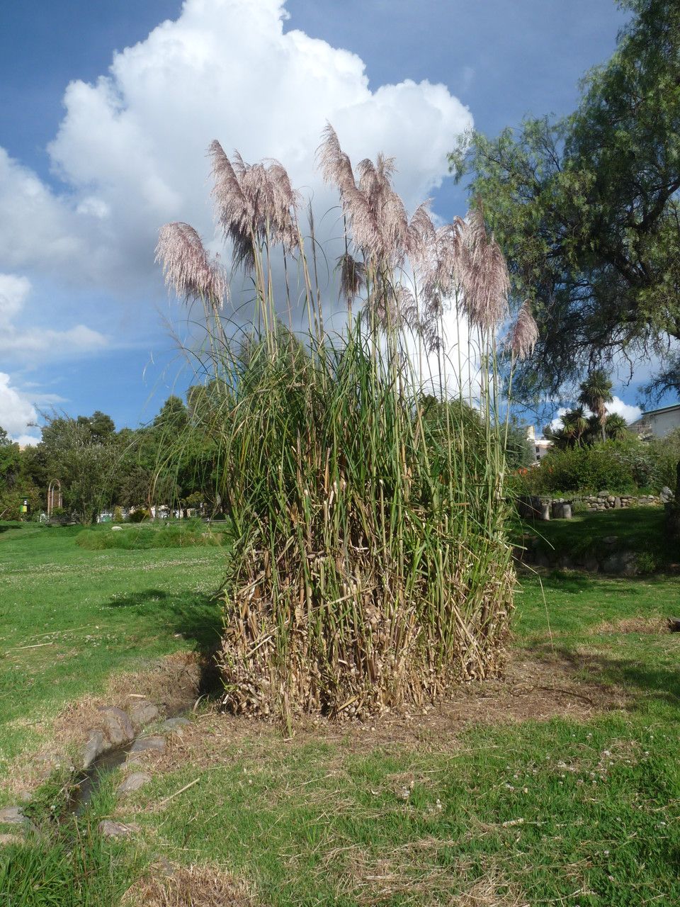 Cortaderia speciosa habit