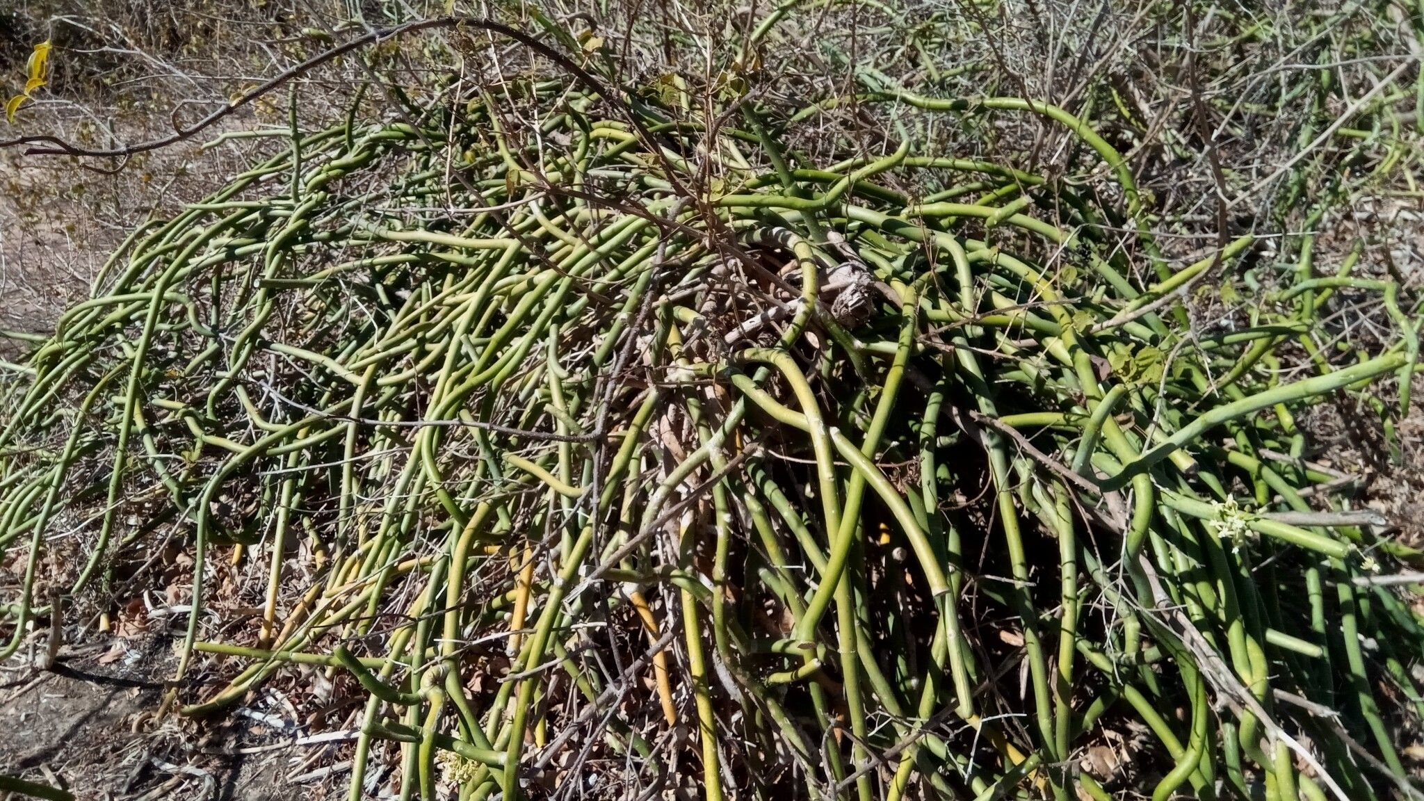 Cynanchum floriferum habit