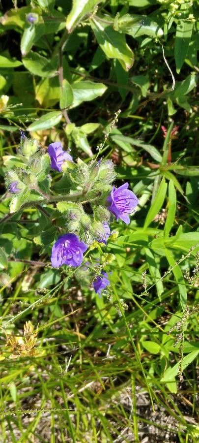 Hydrolea spinosa — houseplant care guide