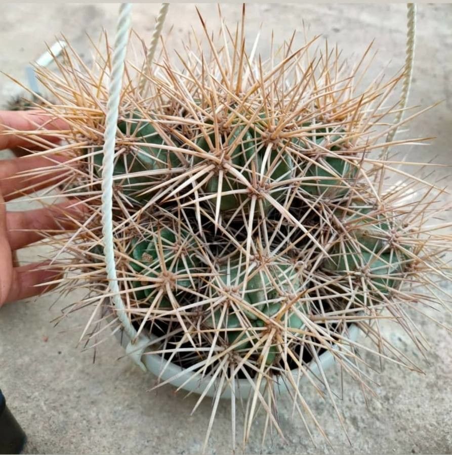 Sclerocactus parviflorus — houseplant care guide