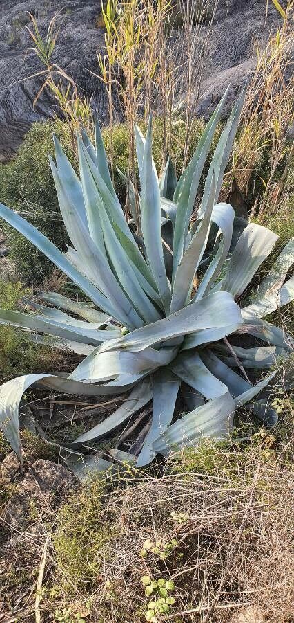Agave sisalana — cacti and succulents houseplant